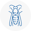 East Dulwich Wasp Nest Removal